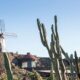 Jardín de Cactus